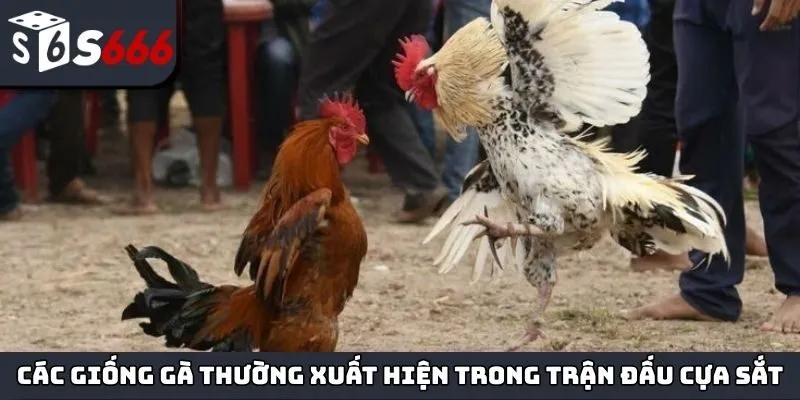 Các giống gà đá thường xuất hiện trong trận đấu cựa sắt