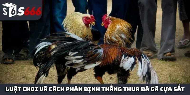 Luật chơi và cách để phân định thắng thua của đá gà cựa sắt